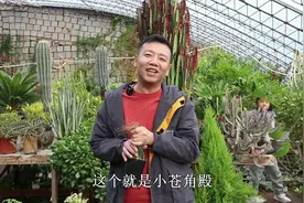 苍角殿也叫“香水兰”，春季开花香味足，今年种一棵，明年挤爆盆视频封面