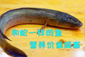 这种鱼很多人都没见过，看起来和蛇一样让人后怕，吃起来鲜美无比视频封面