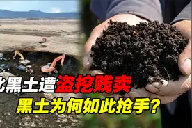 东北黑土不保？400年才形成的黑土地，为何遭疯狂盗挖？视频封面