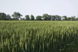 2021年四大抗旱耐瘠薄小麦品种，亩产最低1400斤视频封面