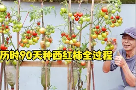 隔壁大爷历时90天种植西红柿全过程，在家种菜也是一种享受视频封面