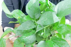 你知道怎么才能养好绿萝吗？农村小伙教你一招让绿萝长得很茂盛视频封面