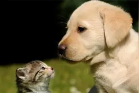 “添丁不添狗”，新婚家庭要明白，农村老人的“老话”视频封面