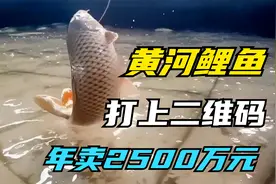 他养黄河鲤鱼，每条鱼打二维码，卖出15元一斤，带领村民养鱼致富视频封面