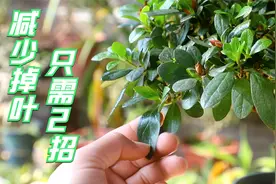 杜鹃经常掉叶黄叶？避开2个“根源”，大大减少叶片问题视频封面