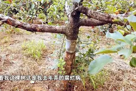 苹果树腐烂病防治正当时！快行动起来视频封面