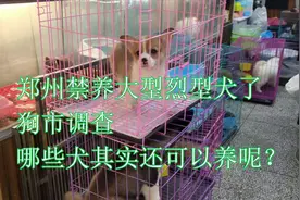 郑州要禁养大型犬了，狗市调查后，原来二哈金毛这些还是可以养的