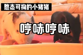 小猪猪很可爱，也很好养活。你不想养一只吗？