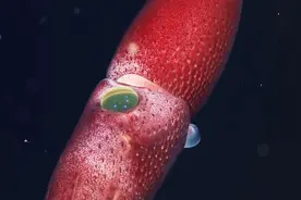 大王酸浆鱿为何长这么大？只能存活450天，这眼睛好霸气啊