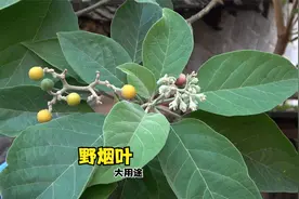 天名精农民称它“假烟叶”，用途可厉害了，遇到千万别错过