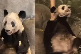 大熊猫丫丫要回来了！专家组：除毛发脱落外，食欲良好体重稳定视频封面