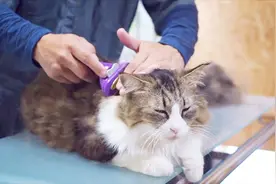 给猫咪梳毛，竟有这3种好处？