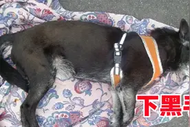 狗吃完巧克力后浑身抽搐倒地不起，查明原因后狗主人怒了视频封面