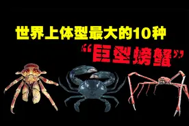 世界上最大的10种螃蟹，你知道生活在深海中的螃蟹有多可怕吗？视频封面
