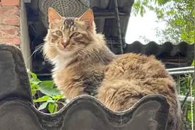 家猫与流浪猫的区别，看姿势就不一样，看完你还爱自由吗？