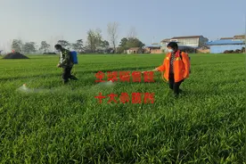 全球销售额前十的杀菌剂，这十个杀菌剂，能解决所有病害防治难题