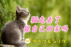 专家说猫走丢了能自己回家，还有科学实验验证，你信吗？
