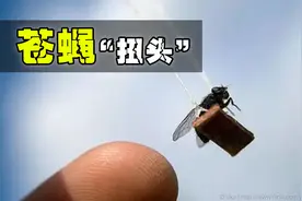 苍蝇竟然会扭下自己的头“玩”？竟然还能生龙活虎，什么情况？视频封面