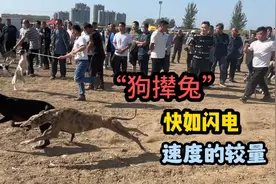 鲁西北最大的细狗追兔子场地，生死的较量快如闪电，现场让人澎湃视频封面
