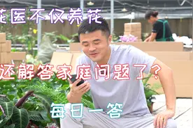 虎皮兰分盆，掰下来需要晾晒吗？老花医相声养花每日一答。视频封面