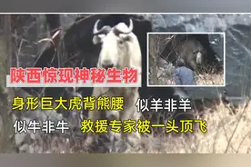 陕西惊现神秘生物，牛头羊角虎背熊腰，救援专家被它一头顶飞