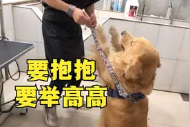 金毛洗澡趣事多，撒娇耍赖萌到家，可爱的狗狗视频封面