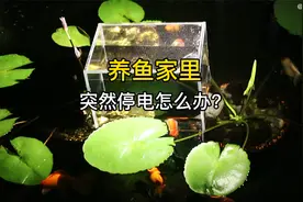 养鱼家里突然停电怎么办？分享抢救的操作和设备，避免鱼缺氧团灭视频封面