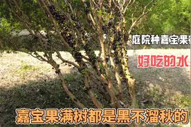 嘉宝果很适合家庭门前种的水果树，结果多，好吃又甜爽视频封面