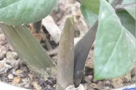 普通“树枝”，沤制出的肥水，营养含量高，轻松养好金钱树视频封面