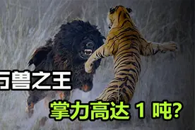 老虎的掌力有多大？随便一掌就是1400磅，兽界的降龙十八掌？视频封面