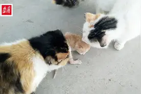 跟人一样，早晨猫妈妈送来孩子让姥姥带，姥姥尽心尽力仍有担心？视频封面