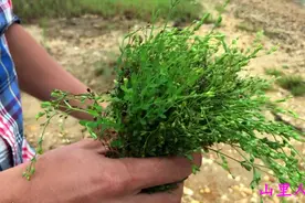 农村这种田基黄、它可泡茶、还可以煲汤、它的作用你懂吗？