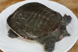 大厨教你甲鱼汤的做法，加点鸡肉一起炖，肉香汤鲜没腥味，很美味视频封面
