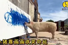 国外一头猪不但会画画，还以此技能改变命运，太神奇了视频封面