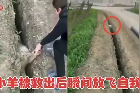 小羊被救出后瞬间放飞自我 摔入同一沟渠视频封面