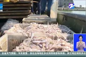 太湖大网捕鱼今日正式开启  下月起进入十年禁捕期视频封面
