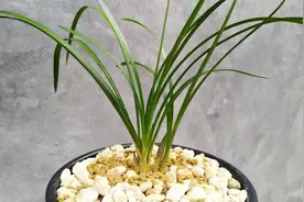 新栽兰花头3次浇水很重要！看养兰老手咋做的，新手学学吧！视频封面