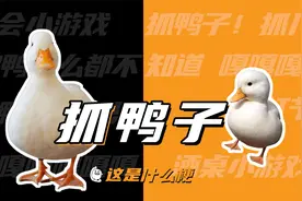 这是什么梗：抓鸭子？嘎嘎嘎嘎嘎嘎嘎嘎嘎