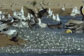 海边上万条鱼疯狂涌上岸，这到底是怎么回事？一起来看看吧视频封面