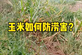 玉米太涝会减产，玉米后期管理要重视防涝，这些防涝妙招快试试