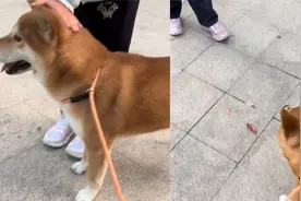 男子遛狗被小孩搭讪，对话笑翻众人，男子：脑瓜子嗡嗡的！视频封面