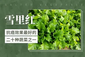 雪里红——抗癌效果最好的二十种蔬菜之一