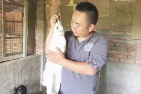 成年花巨兔可长35公斤还算一般的，这么大的兔子当宠物太帅气了视频封面