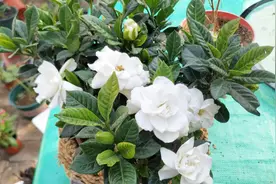 花盆的小飞虫太讨厌，只需这几招，立马全消失！视频封面