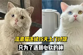 这只连续15天上门讨饭的流浪猫成功逆袭，只因遇到了“心软的神”视频封面
