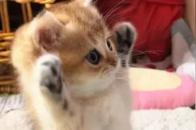 小猫咪：“别开枪，我投降了”