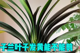 君子兰叶子发黄能不能剪？这样说就知道怎么办了视频封面