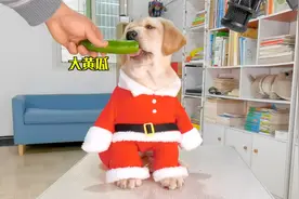 幼狗沉浸式吃干果，拉布拉多吃货狗现场证明，主人：从小就养不起视频封面
