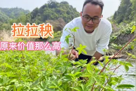 农村河边常见的“拉拉秧”，煮水作用厉害了，分享3个好用途