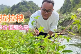 农村河边常见的“拉拉秧”，煮水作用厉害了，分享3个好用途视频封面